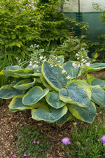 Hosta - Frances Williams