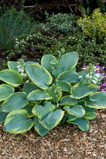 Hosta - Frances Williams