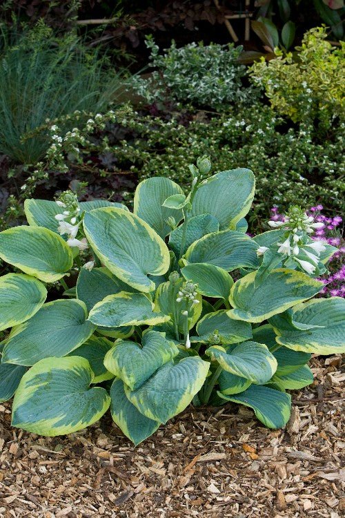 Hosta - Frances Williams