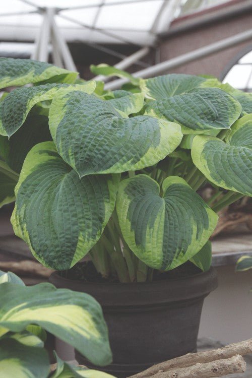 Hosta - Frances Williams