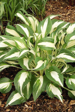 Hosta - Night Before Christmas
