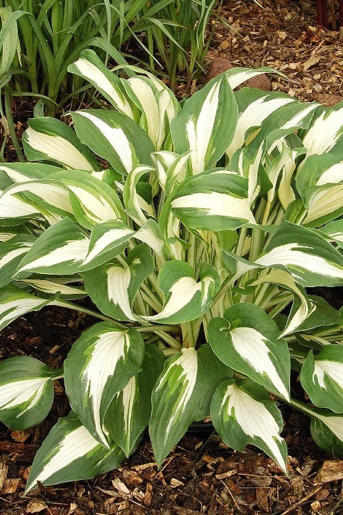 Hosta - Night Before Christmas