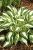 Load image into Gallery viewer, Night Before Christmas - Hosta Bulbs