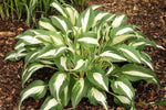 Hosta - Night Before Christmas