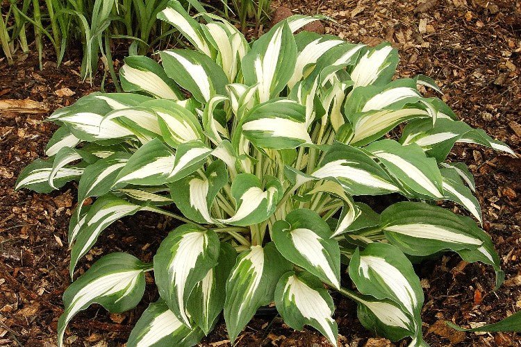 Hosta - Night Before Christmas