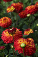Dahlia - Icoon