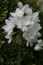 Daffodil - Paperwhite Inball