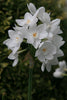 Paperwhite Inball Daffodil has white, little florets and a orange heart