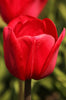 Triumph tulip invader, bright red color in full bloom. Close-up.