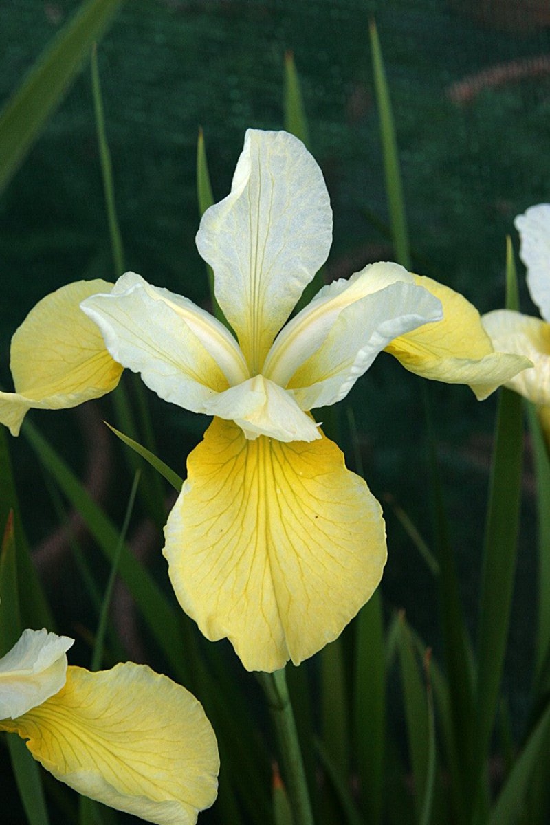 Iris Siberica - Butter and Sugar