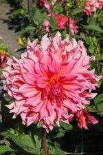 Dahlia - Islander