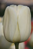Darwin hybrid tulip ivory Floradale, a white tulip on a green stem