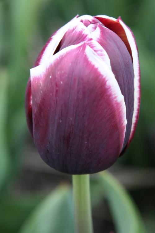 Close-up of a Triumph tulip jackpot, with purple and white blooms