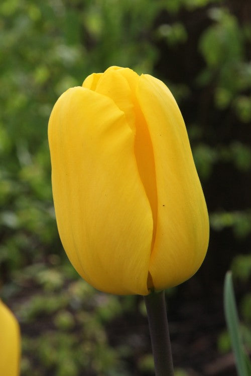 Triumph tulip Jan van Nes: a vibrant yellow flower with elegant petals.