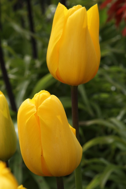 Triumph tulip Jan van Nes: a bold yellow bloom with beautiful petals.
