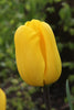 Load image into Gallery viewer, Triumph tulip Jan van Nes: a vibrant yellow flower with elegant petals.