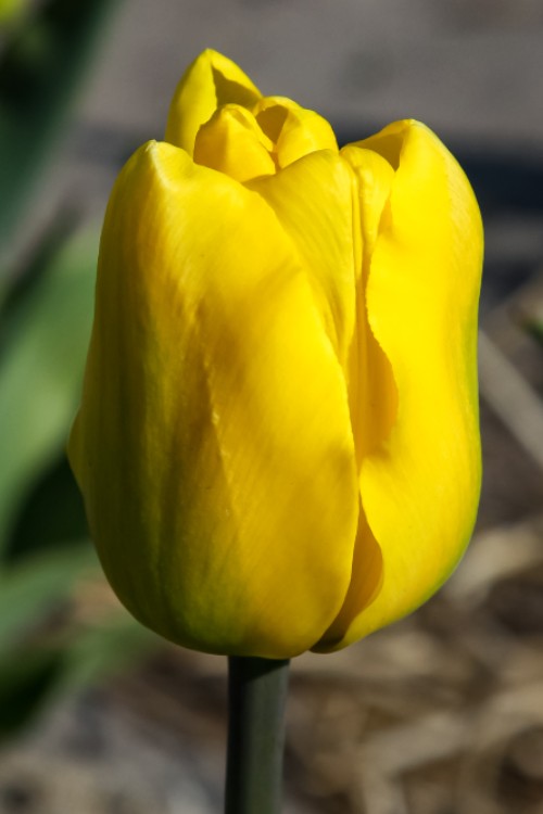 Triumph tulip jan van nes, close-up of this golden-yellow flower