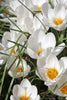 Jeanne D'Arc crocus, a snowy-white beauty blooming in spring.