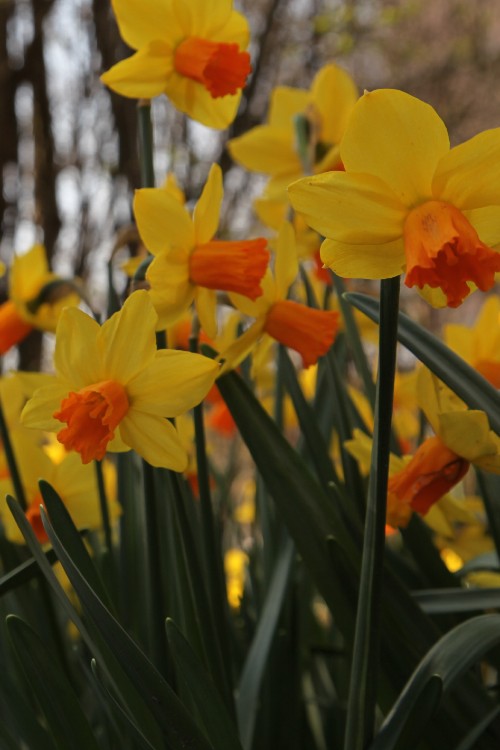 Jetfire daffodil blooms with fiery orange petals, a spring delight.