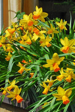 Daffodil - Jetfire