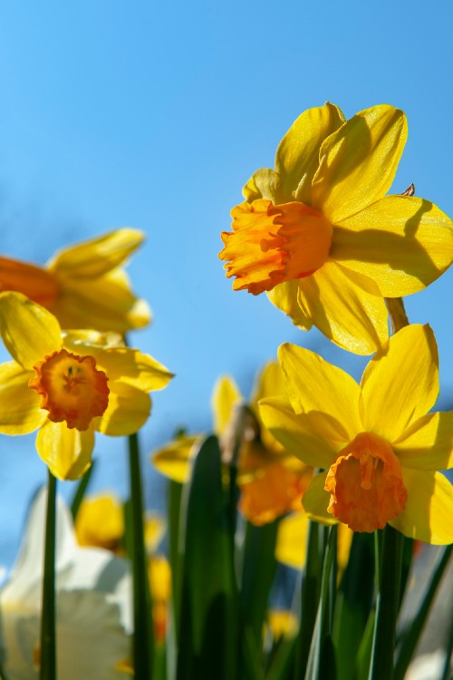 Elegant Jetfire daffodil offers a warm welcome to the season.