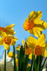 Elegant Jetfire daffodil offers a warm welcome to the season.