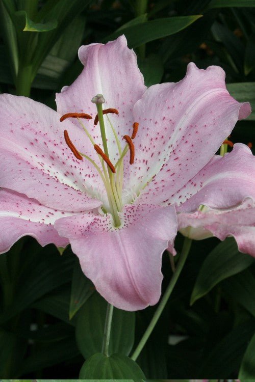 Lily - Josephine