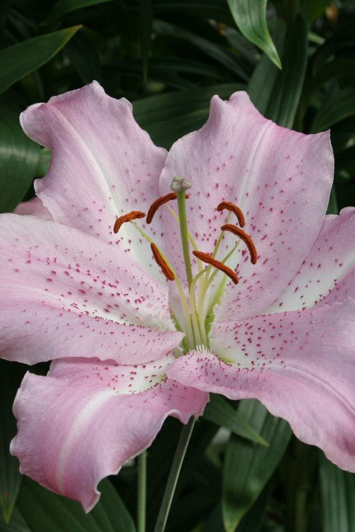 Lily - Josephine