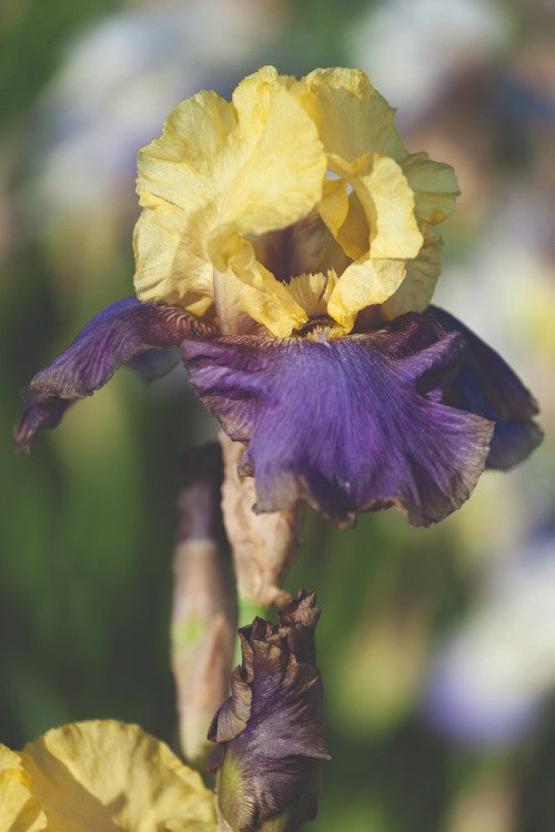 Close-up of Bearded Iris Jurassic Park with yellow and purple petals