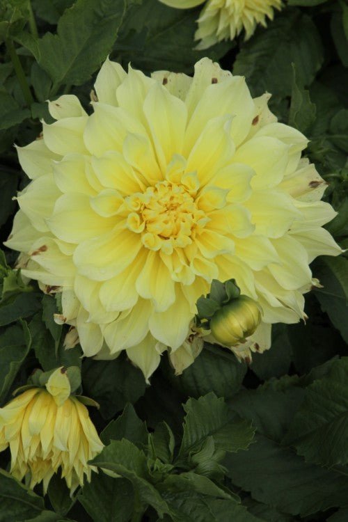 Dahlia - Kelvin Floodlight