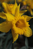 Daffodil King Alfred close-up in full bloom yellow-golden petals