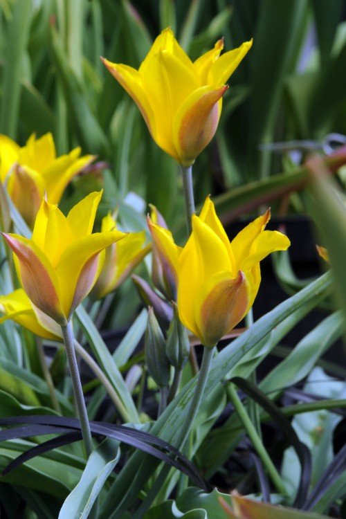 Tulip - Kolpakowskiana