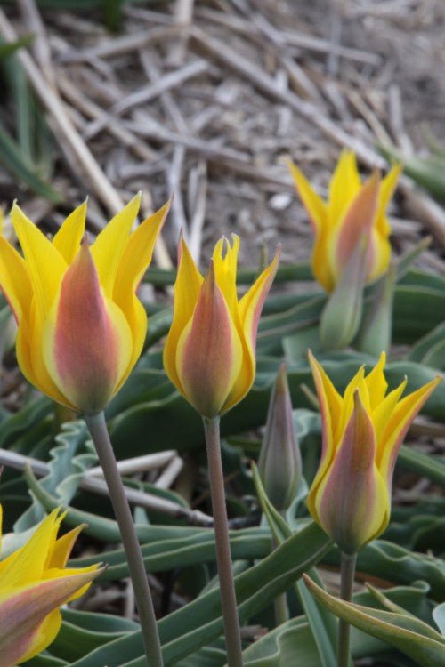 Tulip - Kolpakowskiana