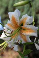 Lily - Lady Alice