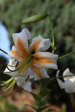Lily - Lady Alice