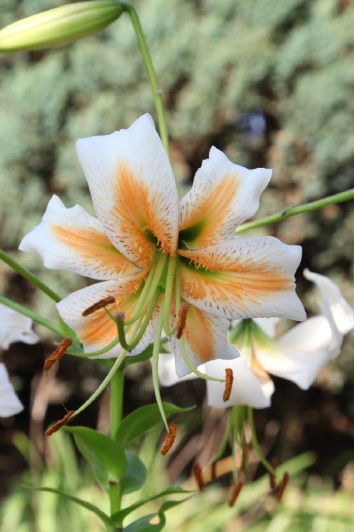Lily - Lady Alice