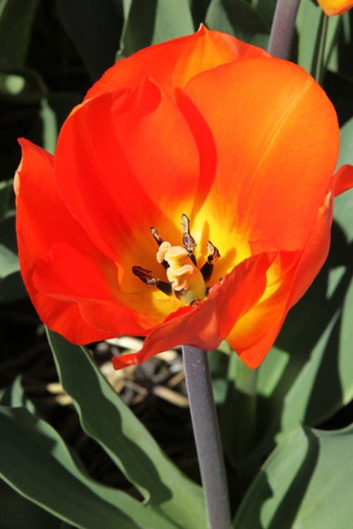 Close-up of Darwin Hybrid Tulip Lightning Sun, with red-orange flowers