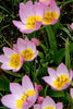 Group of Wildflower tulips Lilac wonder, with lilac petals in full bloom