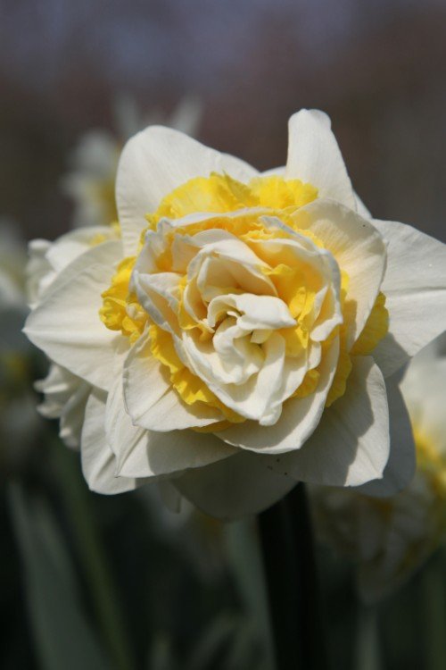Daffodil - Lingerie