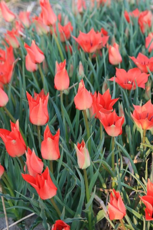 A group of wildflower tulips in full bloom, with red blooms