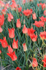 A group of wildflower tulips in full bloom, with red blooms