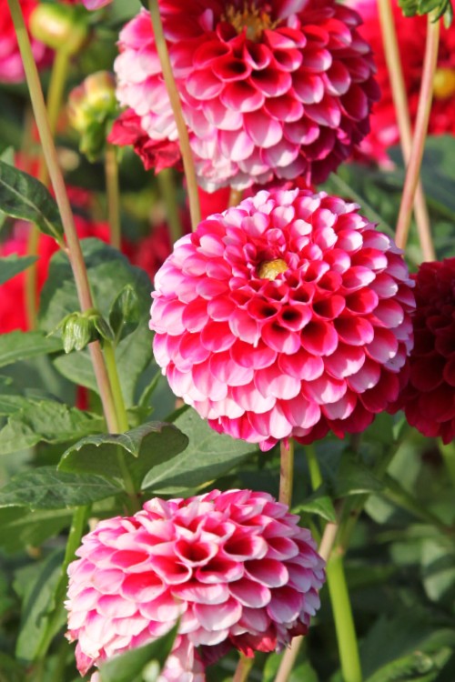 Dahlia - Little William