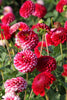 Little William - Dahlia Bulbs