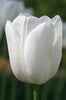Close-up of a pristine white Single Late Tulip Maureen in bloom.