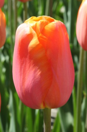 Close-up of a single late tulip, called menton with orange-red blooms
