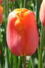 Close-up of a single late tulip, called menton with orange-red blooms