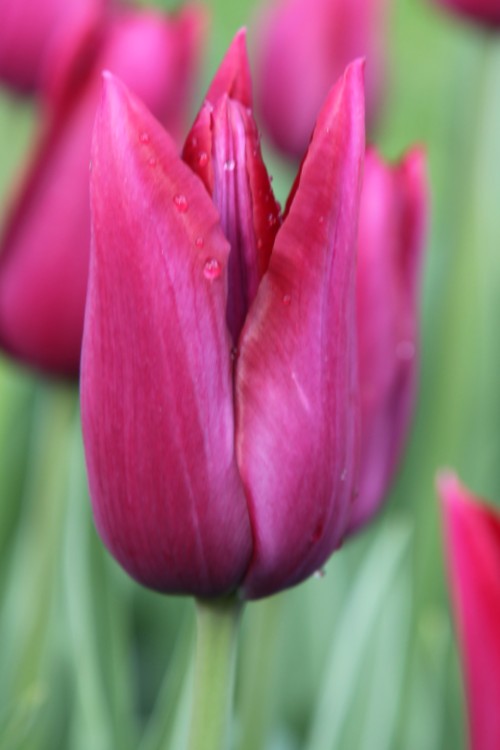 Close-up of a lily flowering tulip, called merlot with purple blooms