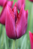 Close-up of a lily flowering tulip, called merlot with purple blooms