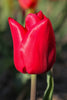 Close-up of single early tulip Merry Christmas, with bright red petals