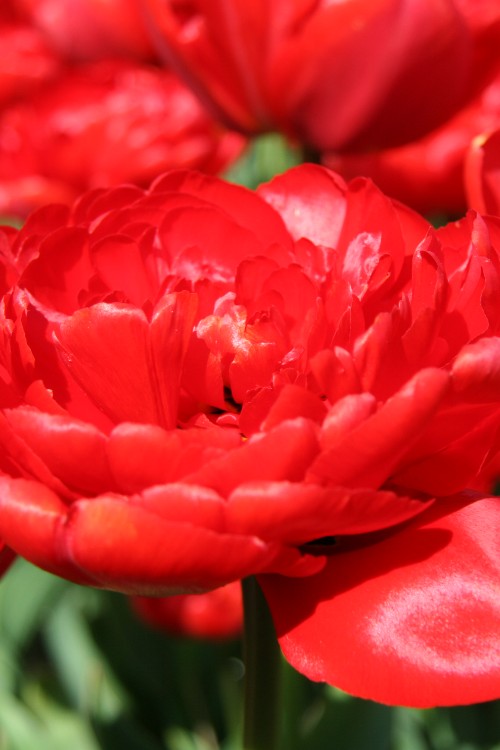 Close-up of a double late tulip called Miranda with deep red petals